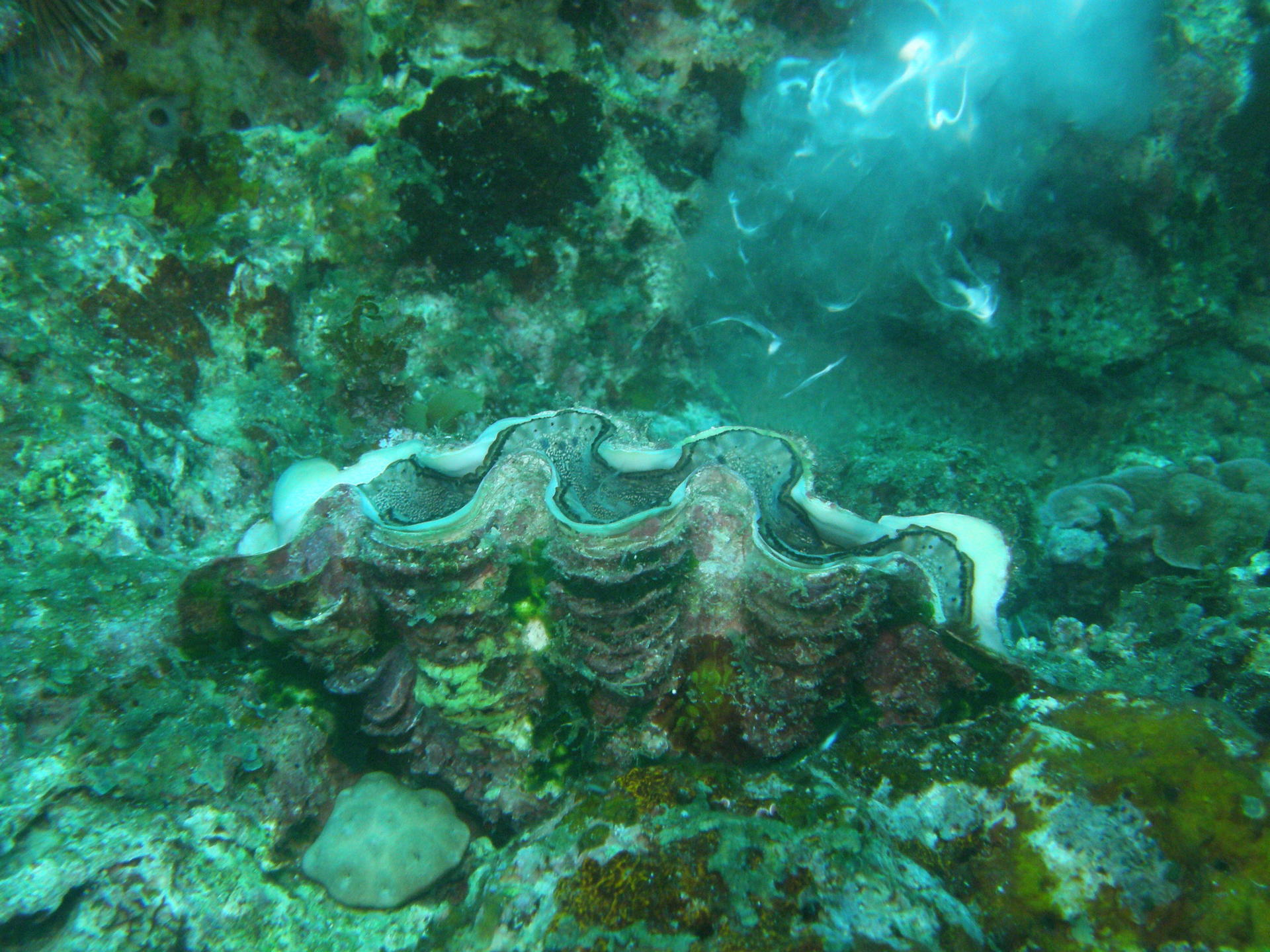 シャコガイ 貝殻 インテリア 置物 アクアリウム インテリア 玄関